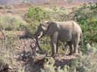 Palmwag - elephant du desert